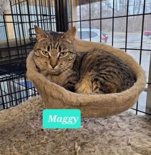 Maggy-Sponsored