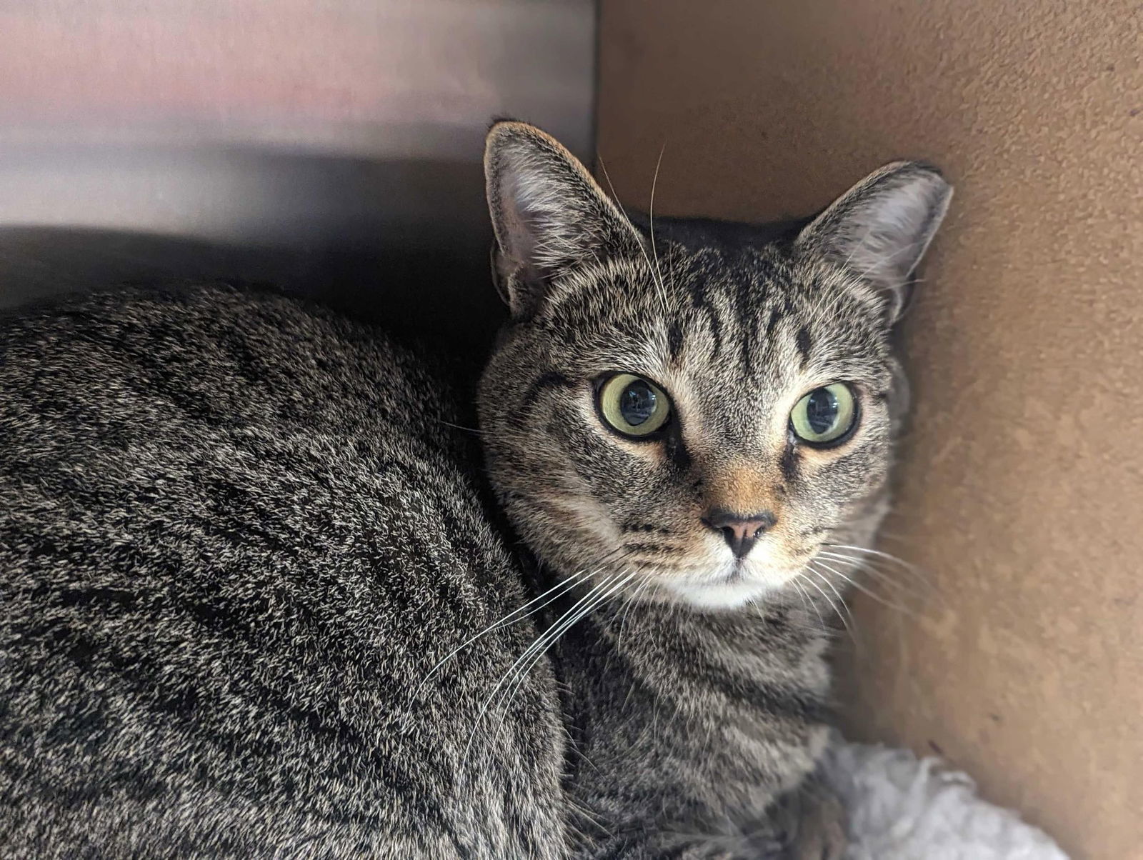 EINSTEIN, an adoptable Tabby in Capshaw, AL, 35742 | Photo Image 1