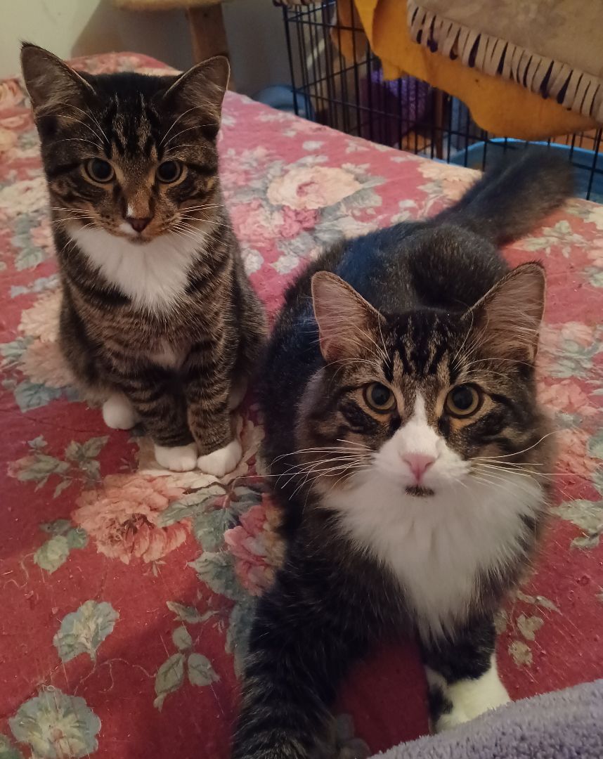 Jeffrey and Donnie, an adoptable Maine Coon in Shafer, MN, 55074 | Photo Image 3