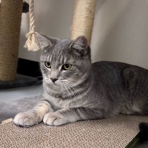 Pumbaa, an adoptable Domestic Short Hair in Jacksonville, OR_image-2