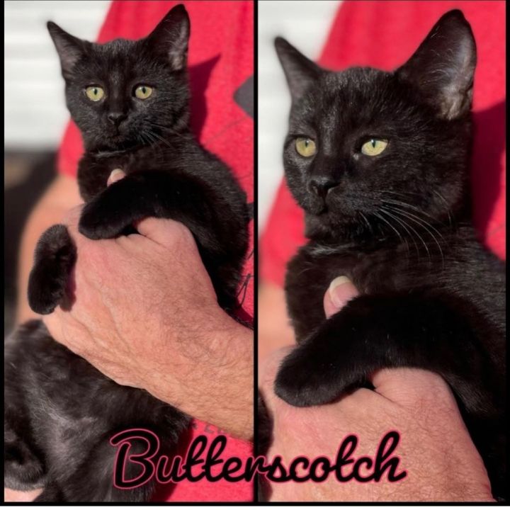 Butterscotch, an adopted Domestic Short Hair Mix in Kannapolis , NC_image-1