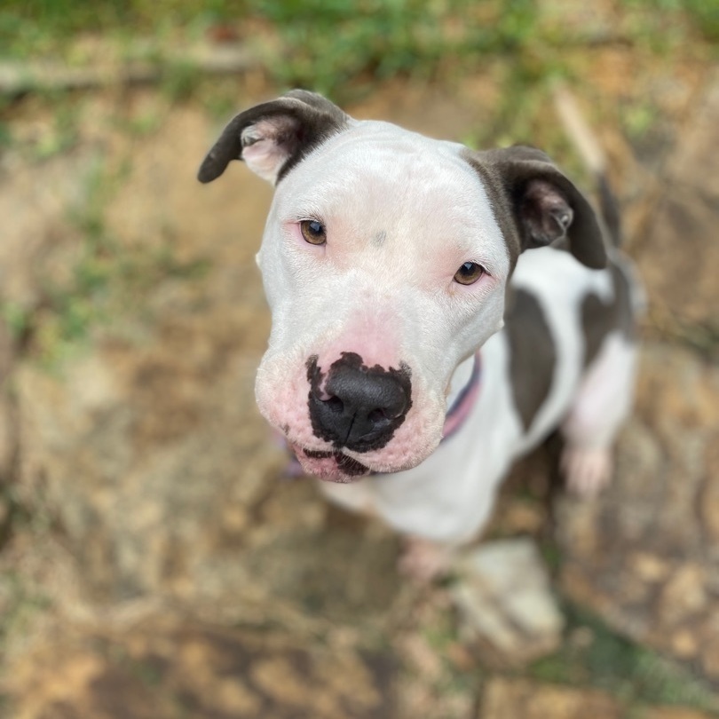 Naysi , an adoptable American Staffordshire Terrier in Portland, OR, 97220 | Photo Image 1