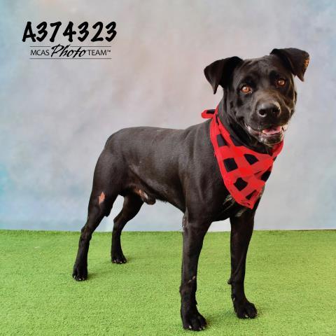 TREY, an adoptable Pit Bull Terrier Mix in Conroe, TX_image-1