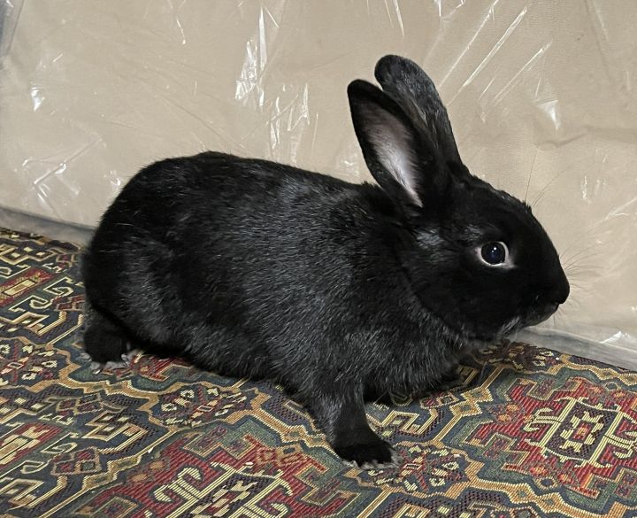MEET WAKANDA - OUR FRIENDLY YOUNG BUNNY! 3