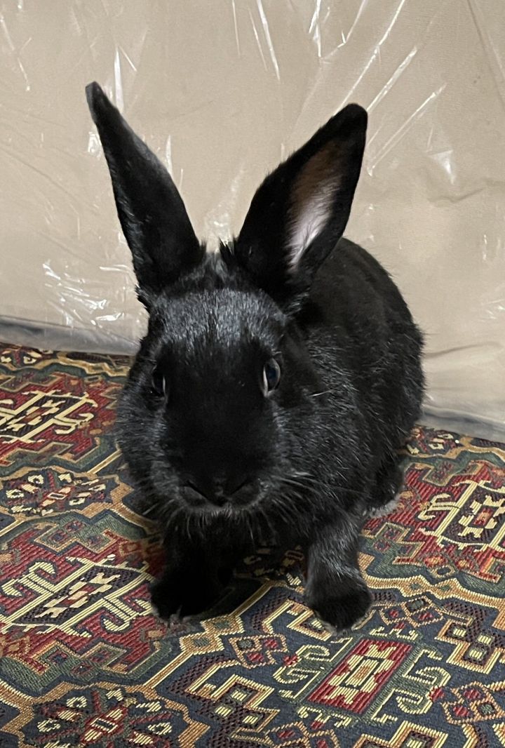 MEET WAKANDA - OUR FRIENDLY YOUNG BUNNY! 4