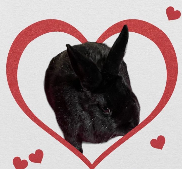 MEET WAKANDA - OUR FRIENDLY YOUNG BUNNY! 5
