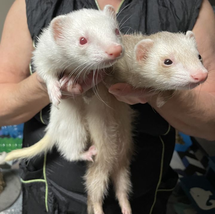 Lola & Ruby, an adopted Ferret in Paramus, NJ_image-1