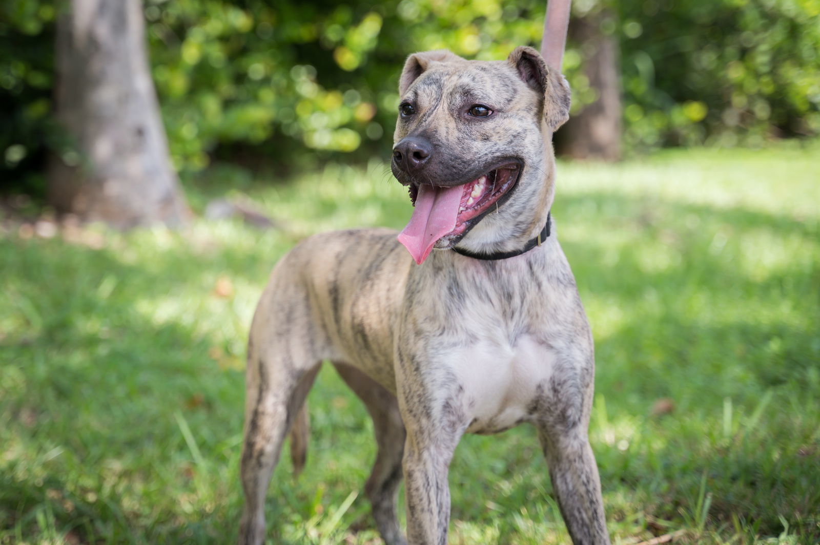Piper, an adoptable Terrier in Royal Palm Beach, FL, 33411 | Photo Image 1