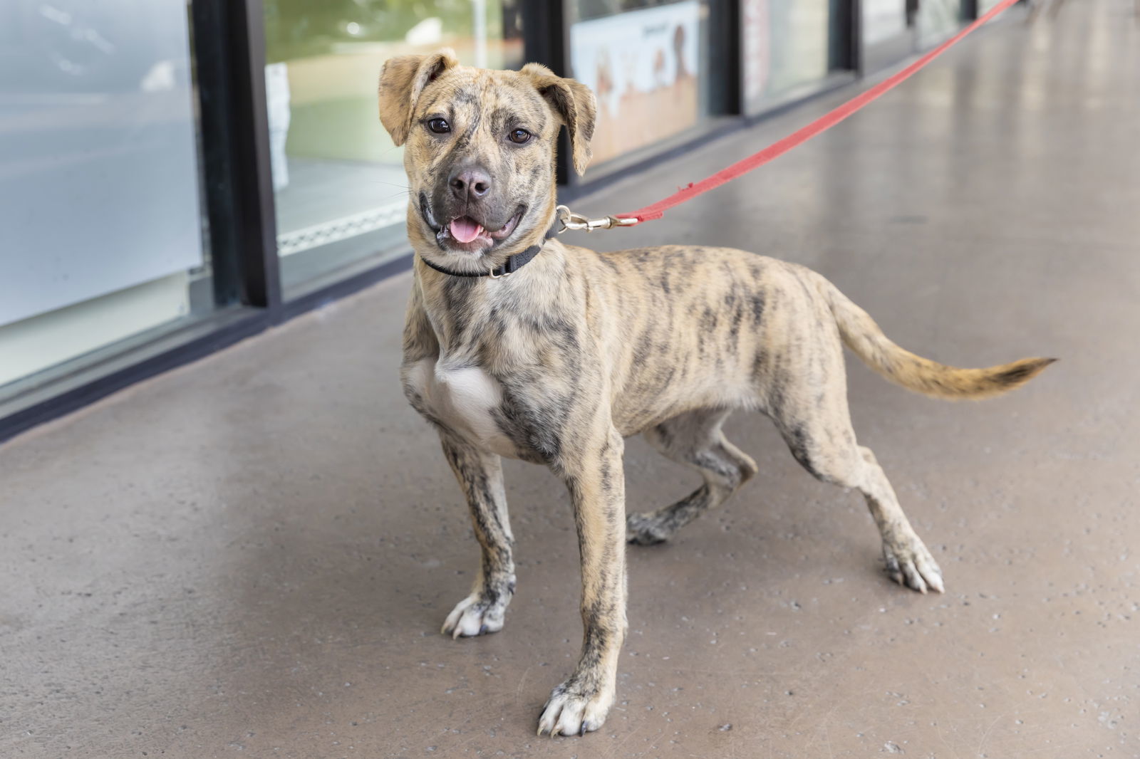 Piper, an adoptable Terrier in Royal Palm Beach, FL, 33411 | Photo Image 2