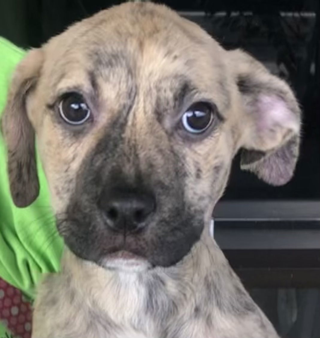 Piper, an adoptable Terrier in Royal Palm Beach, FL, 33411 | Photo Image 3