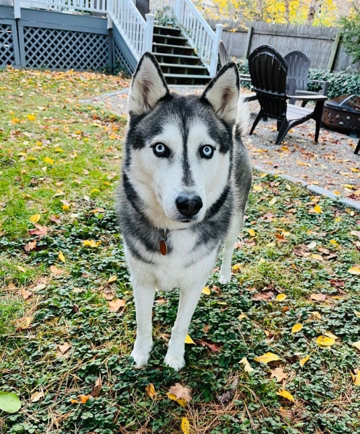 Koda, an adoptable Siberian Husky in Bethel, CT_image-2