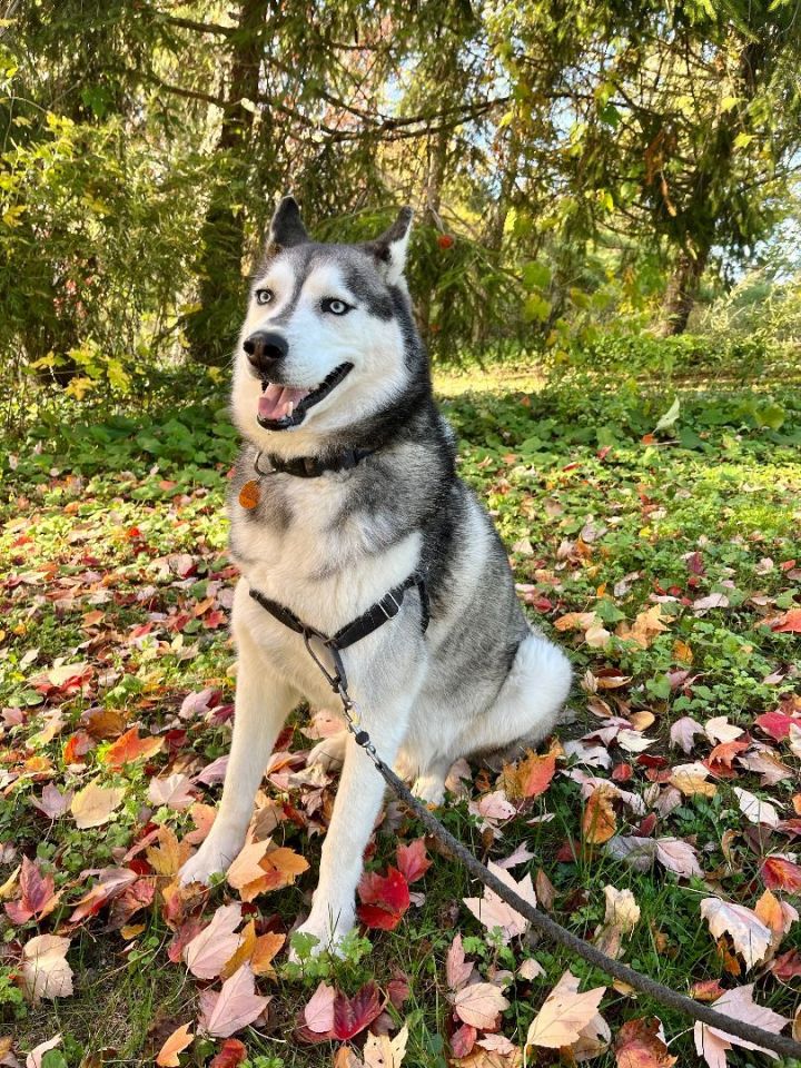 Koda, an adoptable Siberian Husky in Bethel, CT_image-4