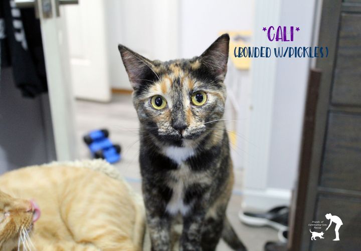 Cali (Bonded w/ Pickles), an adopted Domestic Short Hair in Centerville, UT_image-1
