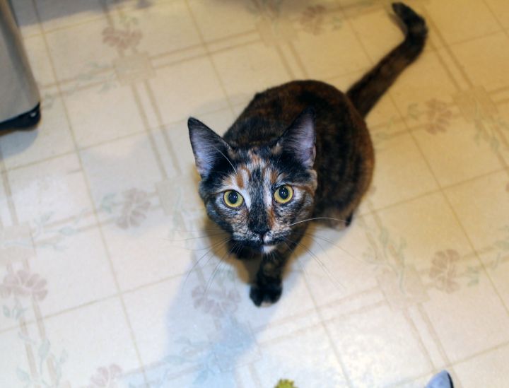 Cali, an adoptable Domestic Short Hair in Centerville, UT_image-2