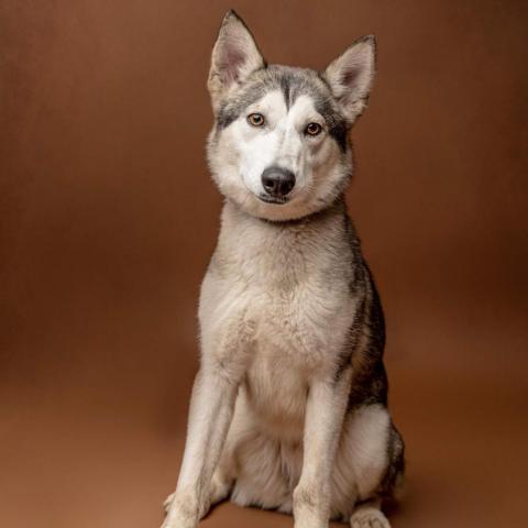 Stormy, an adoptable Husky in San Diego, CA_image-2
