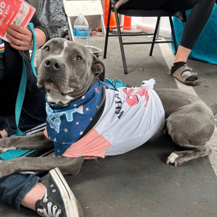 Loretta, an adoptable Pit Bull Terrier in Long Beach, CA_image-4