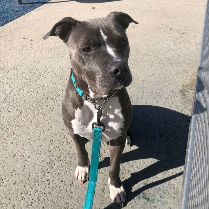 Loretta, an adoptable Pit Bull Terrier in Long Beach, CA_image-5