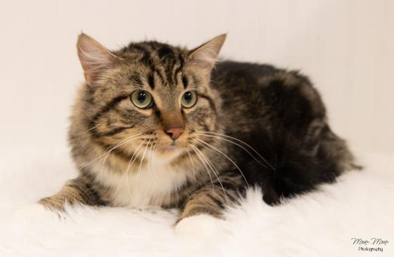 THROK, an adoptable Domestic Medium Hair in Saskatoon, SK, S7K 3S9 | Photo Image 1