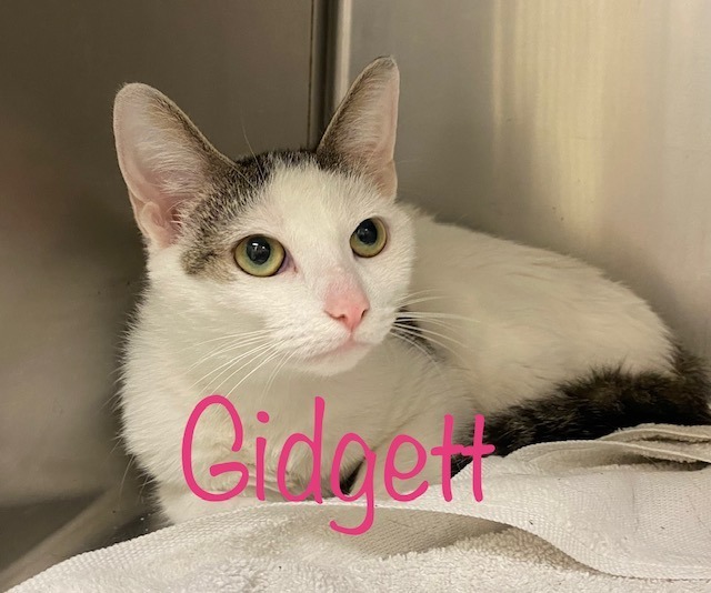 GIDGETT, an adoptable Domestic Short Hair in New Bern, NC, 28563 | Photo Image 1