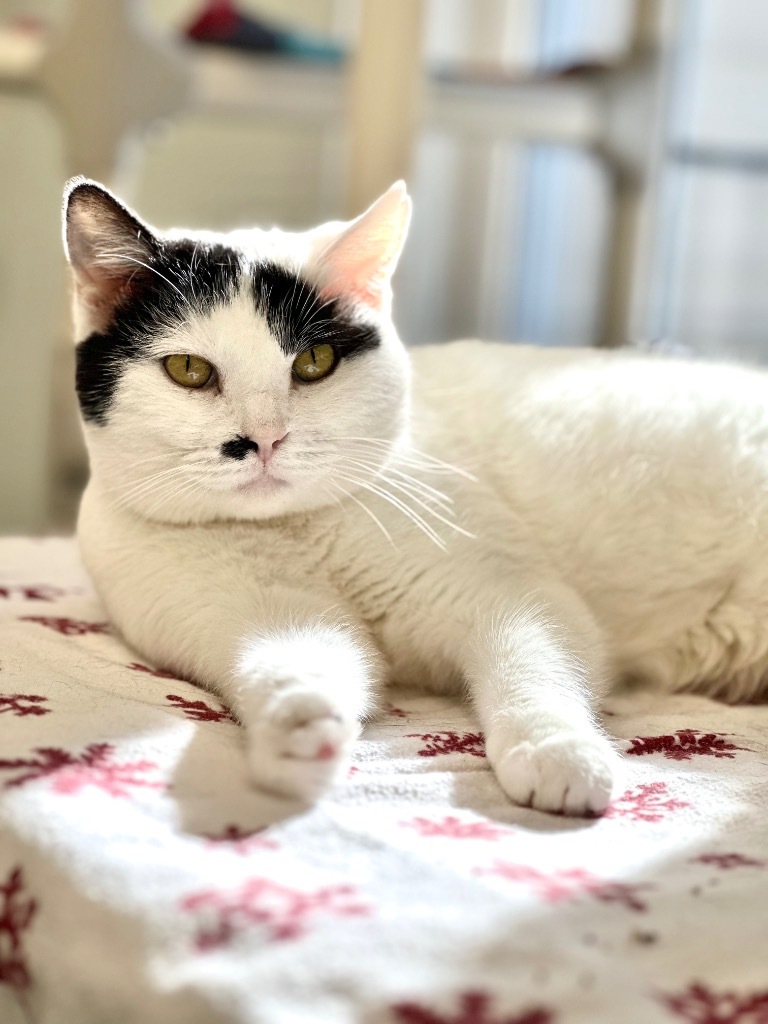 Marilyn Monroe, an adoptable Domestic Short Hair in Cumberland, ME, 04021 | Photo Image 1