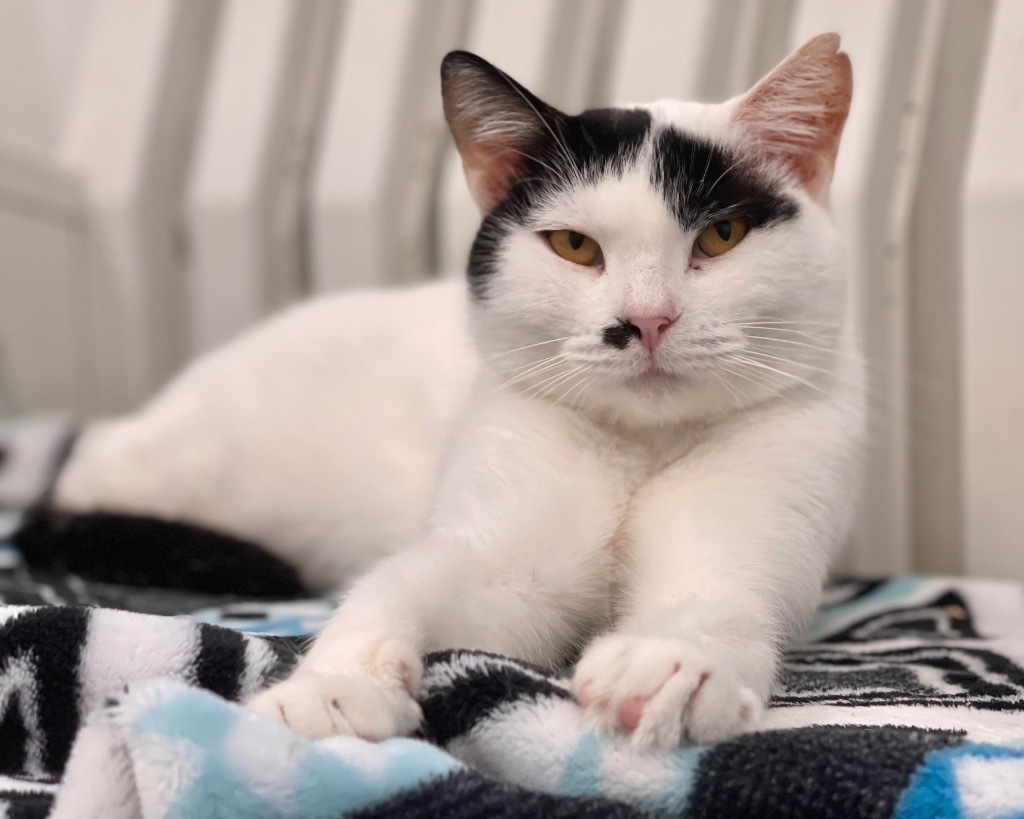 Marilyn Monroe, an adoptable Domestic Short Hair in Cumberland, ME, 04021 | Photo Image 2