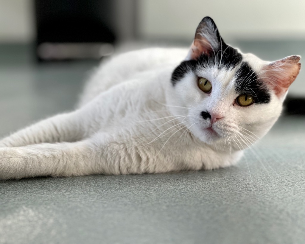 Marilyn Monroe, an adoptable Domestic Short Hair in Cumberland, ME, 04021 | Photo Image 3