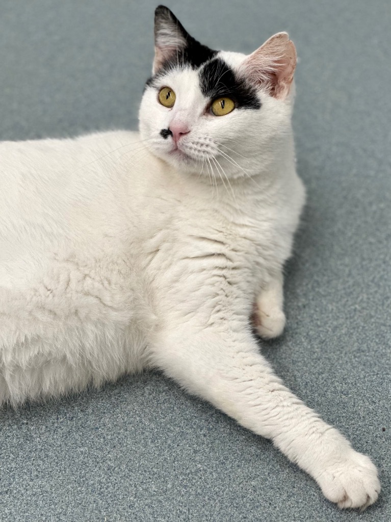 Marilyn Monroe, an adoptable Domestic Short Hair in Cumberland, ME, 04021 | Photo Image 5