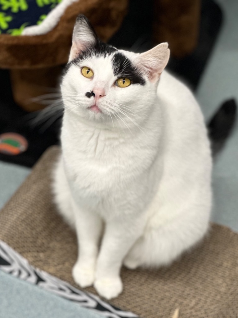 Marilyn Monroe, an adoptable Domestic Short Hair in Cumberland, ME, 04021 | Photo Image 6
