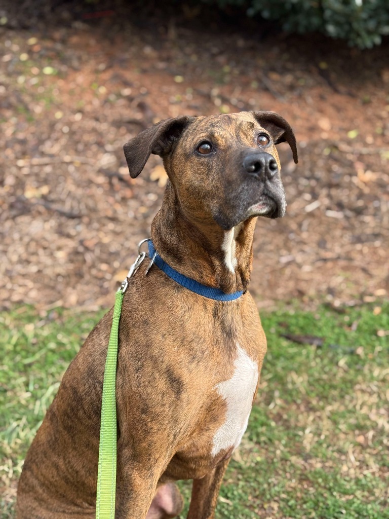 Colman, an adoptable Plott Hound, Mixed Breed in Raleigh, NC, 27512 | Photo Image 1
