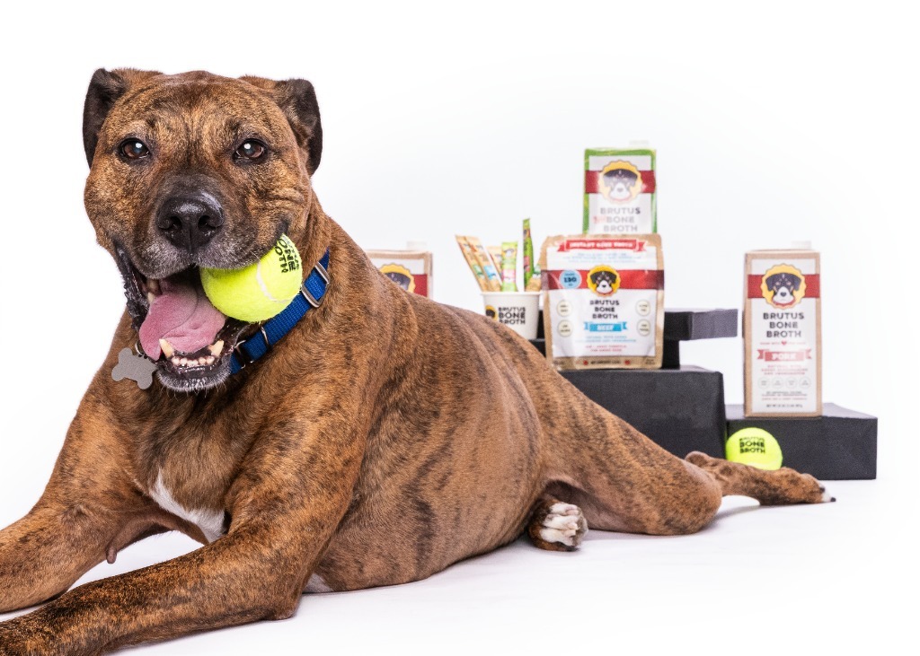 Colman, an adoptable Plott Hound, Mixed Breed in Raleigh, NC, 27512 | Photo Image 1