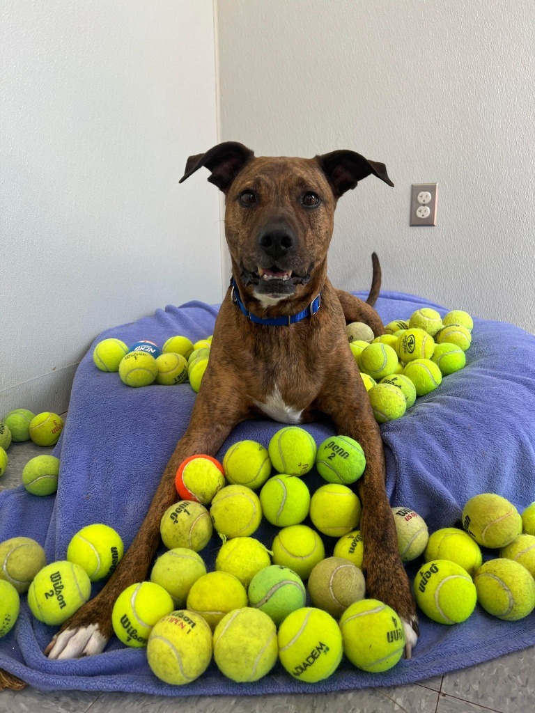 Colman, an adoptable Plott Hound, Mixed Breed in Raleigh, NC, 27512 | Photo Image 2