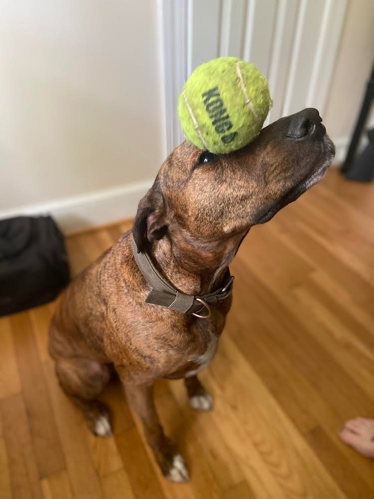 Colman, an adoptable Plott Hound, Mixed Breed in Raleigh, NC, 27512 | Photo Image 3