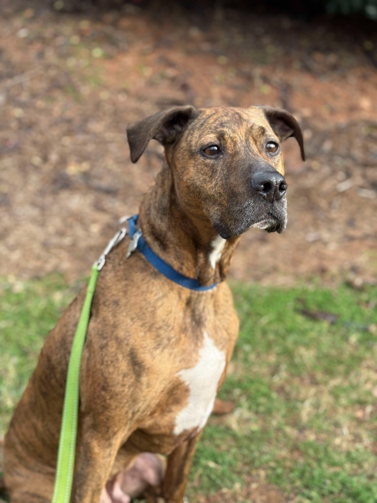 Colman, an adoptable Plott Hound, Mixed Breed in Raleigh, NC, 27512 | Photo Image 3
