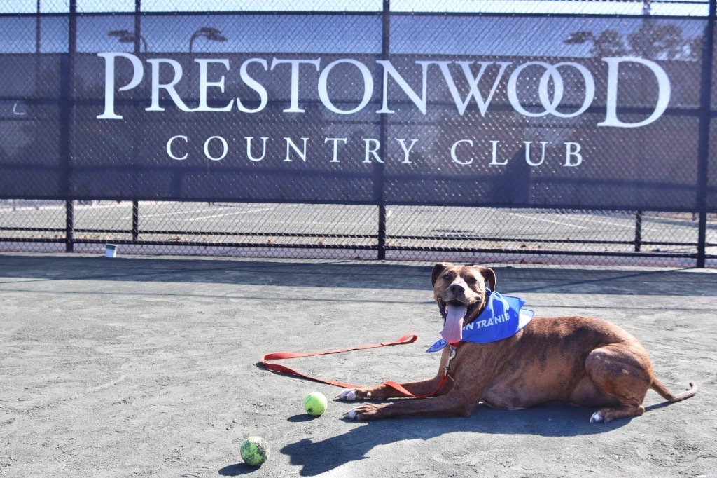 Colman, an adoptable Plott Hound, Mixed Breed in Raleigh, NC, 27512 | Photo Image 4