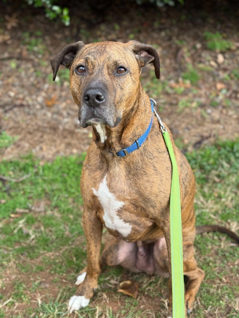 Colman, an adoptable Plott Hound, Mixed Breed in Raleigh, NC, 27512 | Photo Image 4