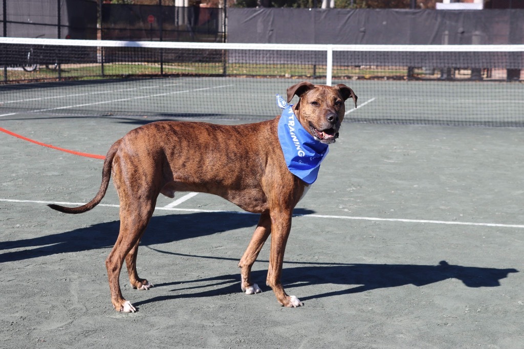 Colman, an adoptable Plott Hound, Mixed Breed in Raleigh, NC, 27512 | Photo Image 5