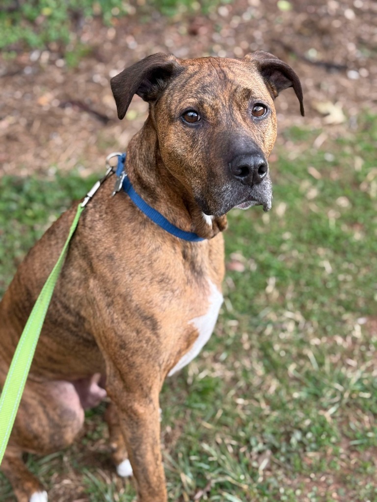 Colman, an adoptable Plott Hound, Mixed Breed in Raleigh, NC, 27512 | Photo Image 5