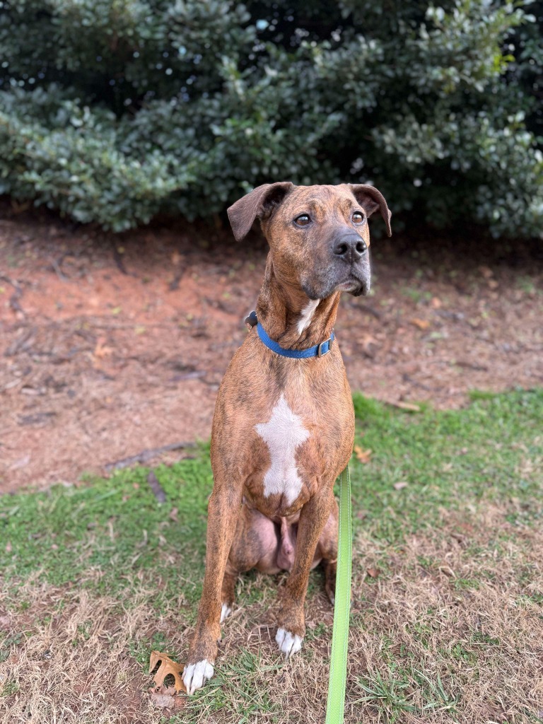 Colman, an adoptable Plott Hound, Mixed Breed in Raleigh, NC, 27512 | Photo Image 6