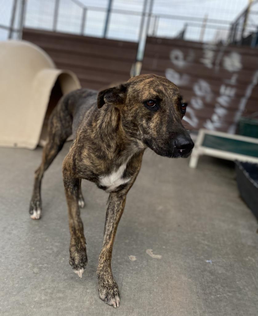 Clover, an adoptable Rhodesian Ridgeback, Plott Hound in Big Spring, TX, 79720 | Photo Image 1