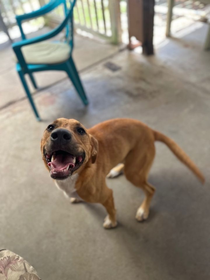 Bonnie Blair, an adoptable German Shepherd Dog & American Staffordshire Terrier Mix in Fulton, TX_image-1