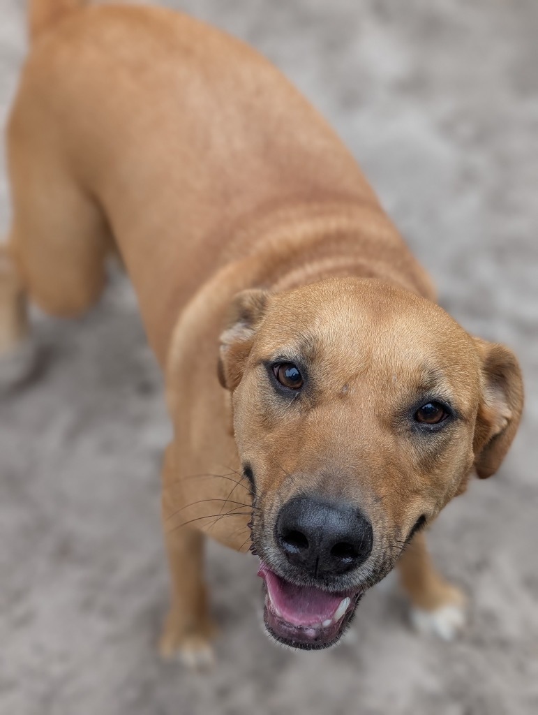 Bonnie Blair, an adoptable German Shepherd Dog, American Staffordshire Terrier in Fulton, TX, 78358 | Photo Image 1