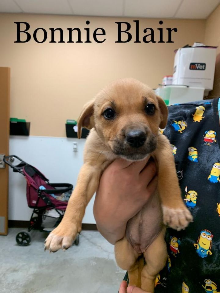 Bonnie Blair, an adoptable German Shepherd Dog & American Staffordshire Terrier Mix in Fulton, TX_image-3