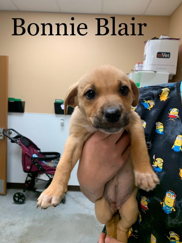 Bonnie Blair, an adoptable German Shepherd Dog, American Staffordshire Terrier in Fulton, TX, 78358 | Photo Image 3