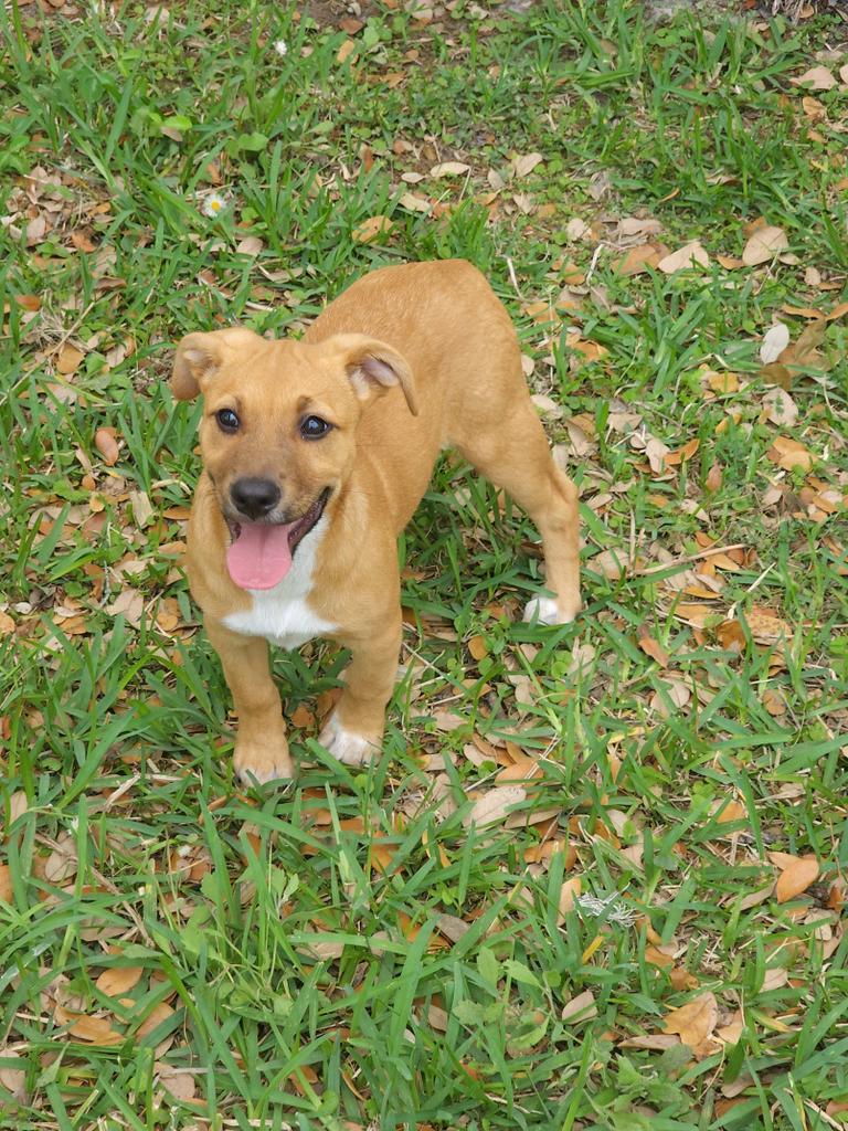 Bonnie Blair, an adoptable German Shepherd Dog, American Staffordshire Terrier in Fulton, TX, 78358 | Photo Image 4