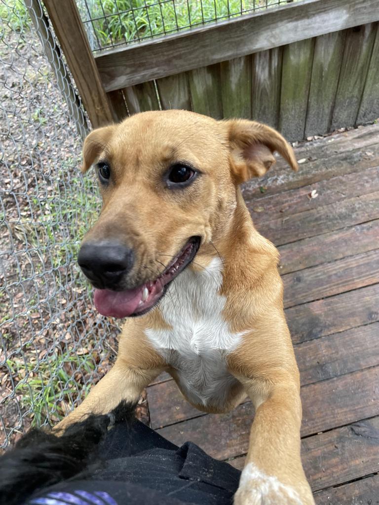 Bonnie Blair, an adoptable German Shepherd Dog, American Staffordshire Terrier in Fulton, TX, 78358 | Photo Image 5