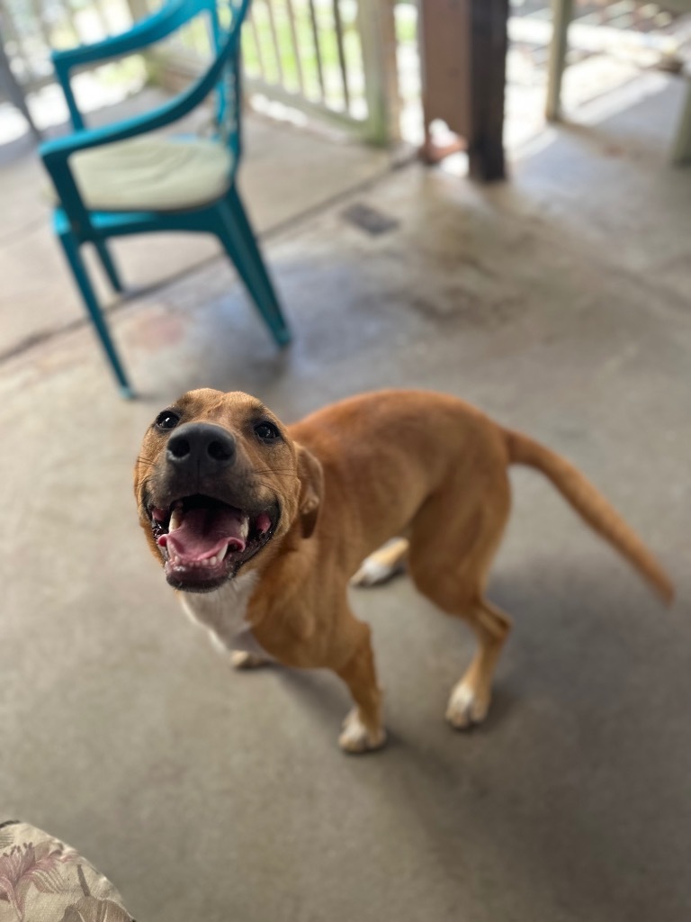 Bonnie Blair, an adoptable German Shepherd Dog, American Staffordshire Terrier in Fulton, TX, 78358 | Photo Image 6