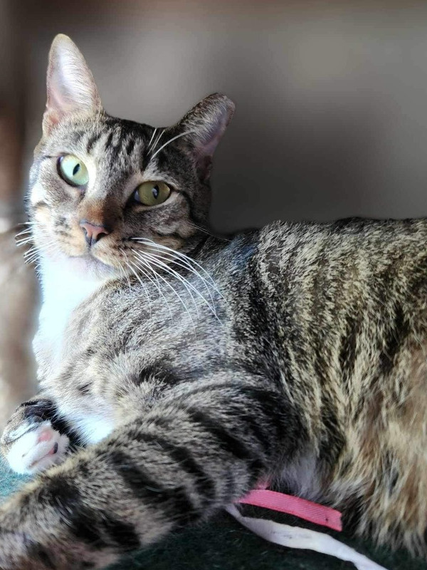 Shakey, an adoptable Domestic Short Hair in Virginia Beach, VA, 23455 | Photo Image 2