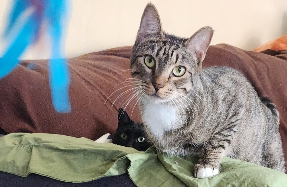 Shakey, an adoptable Domestic Short Hair in Virginia Beach, VA, 23455 | Photo Image 2