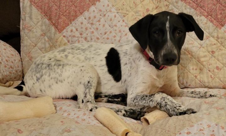 Speckles, an adoptable Pointer Mix in Brunswick, ME_image-1