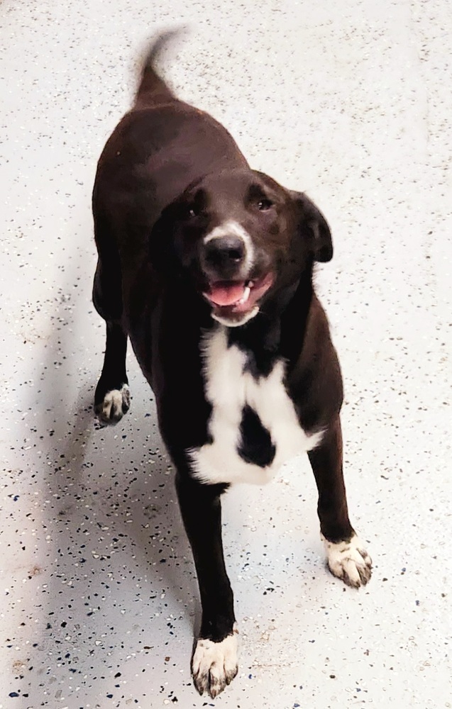 Panda, an adoptable Border Collie, Labrador Retriever in San Antonio, TX, 78264 | Photo Image 2